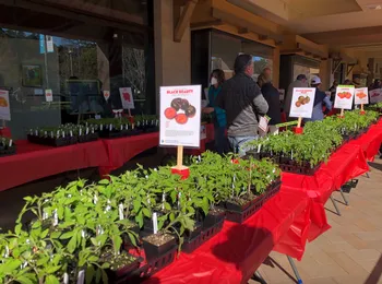 trays of tomato seedlings at the UC Marin Master Gardeners' Annual Tomato Market
