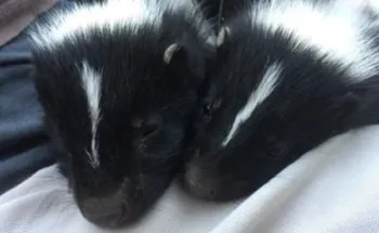 two baby skunks on a blanket