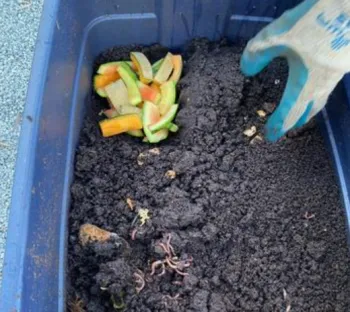 vermiculture worm bin with food scraps and compost inside