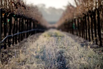 vineyard row with frost on the ground in between grape vines