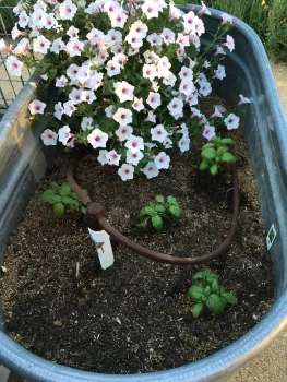 flowers planted in a water trough