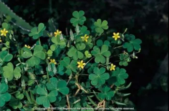 woodsorrell leaves and yellow flowers
