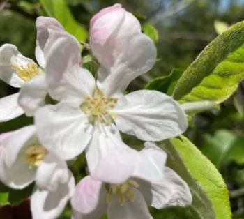 white and pink apple blossoms