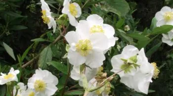 white and yellow flowers on the Carpenteria californica or Bush Anenome