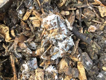 white fungi mycellium decomposing wood chips