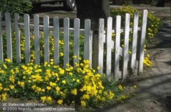 white picket fence with Bermuda Buttercup oxalis growing at the base