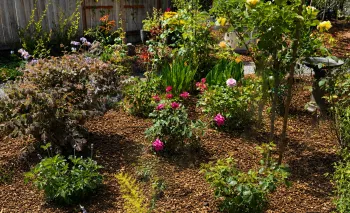 wood chip mulch around the base of flowering plants