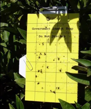 yellow panel traps targeting invasive insects
