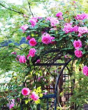 Beautiful Climbing Pink Rose Bush on Arbor