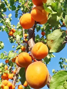 Clusters on Apricot Fruit Growing on a Tree