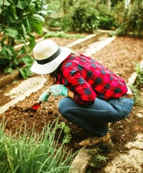 Gardener preparing soil of her community garden plot for growing vegetables