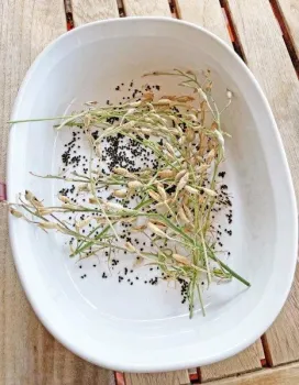 Seeds from Delphinium californicum, a California native known as California Larkspur