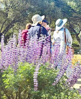 Local garden club enjoying guided tour of UC Master Gardeners of Placer County Demonstration Garden