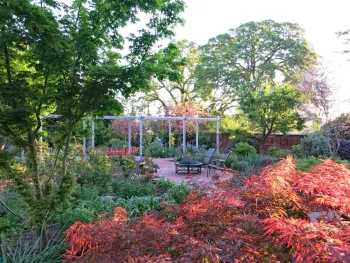 Seasonal pink foliage of Japanese Maple leafs brightens beautiful front yard