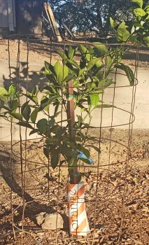 Young orange tree protected by goat fence barrier. Michelle McNeill