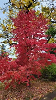 Dogwood leaves turn a brilliant red in the fall; dogwood need moderate water. J. Alosi