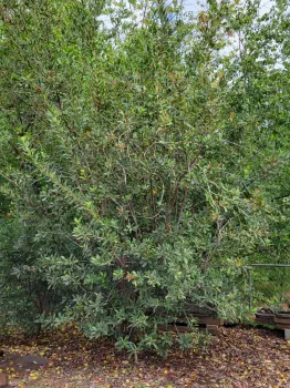 Toyon is classified as a low water use plant in WUCOLS. J. Alosi