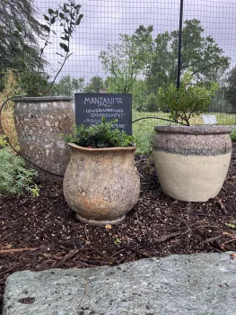 California Native Plants in Containers