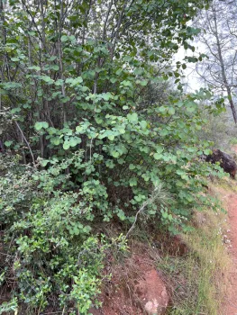 California Native Woodland