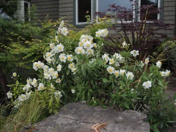 Carpenteria californica 'Elizabeth' bush covered in yellow and white blossoms