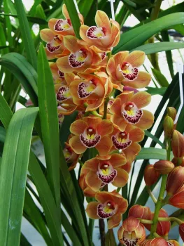 Cymbidium "Orange Gem" is a striking orange orchid
