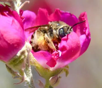 Female Diadasia sp. Bee inside flower of globemallow