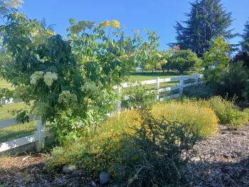 Hedgerow