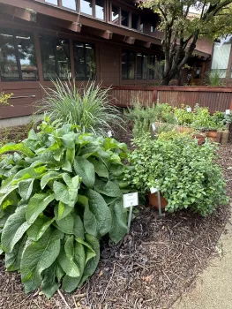 Herb Beds and Pots