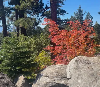 Red Fir, Forsythia, and Vine Maple tree on Tahoe hillside garden