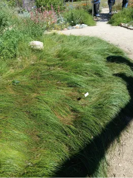 Native Mow-free Grass