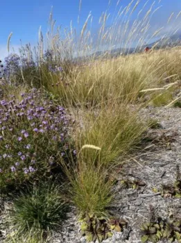 Native grasses including the shrub Verbena lilacina ‘de la Mina’