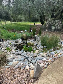 Rain Garden