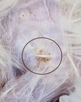 Adults and eggs of chicken body lice, shown in the circle.