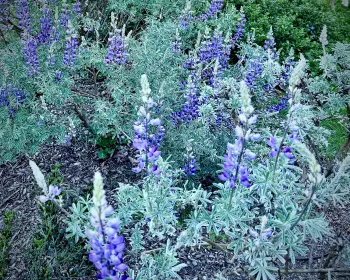 Silver Bush Lupine (Lupinus albifrons) lowers in spring and sports beautiful foliage all year long