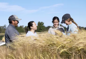 Researchers in a alfalfa field