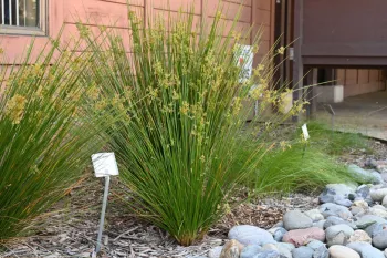 Soft Rush Juncus effusus