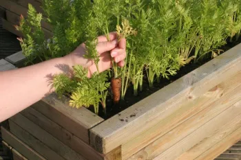 Raised garden bed of carrots.