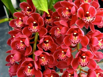 Stunning red cymbidium "Lucy"