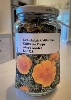 a recycled jar holding California poppy seeds