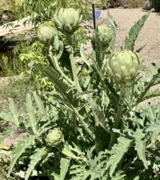 artichoke plant with artichokes ready to harvest