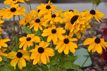 Black-Eyed Susan Flowers