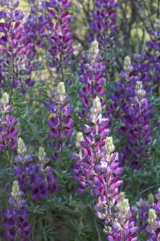 closeup of purple flowers of the Silver Bush Lupine (Lupinus albifrons)