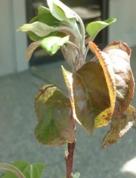 curled brown leaves from powdery mildew on an apple tree