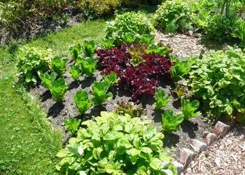 garden bed planted with vegetables