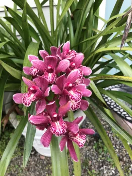 purple Cymbidium growing with flowers cascading over its pot