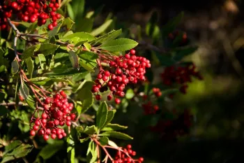 red toyon berries on a branch