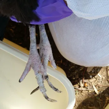 A chicken infested with scaly leg mite, shown within the circle.