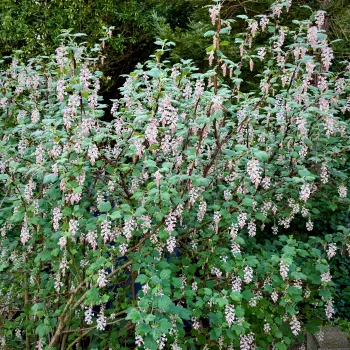 the flowers on this Ribes malvaceum “Dancing Tassels” provides winter food for hummingbirds