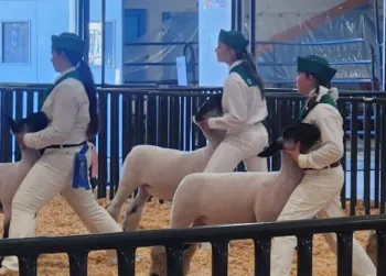 Three youth posing their lambs in a show ring at the Fair