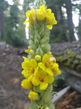 Fuzzy green spike covered in small bright yellow flowers, blurred conifer forest background